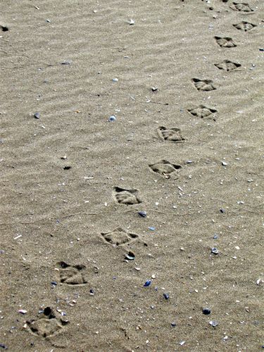 Traces de pattes d'oiseaux sur le sable