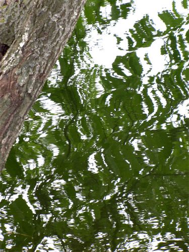 Arbre et reflet de feuillage dans l'eau (2)