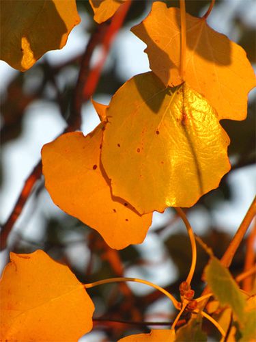 Feuilles-orange-en-automne--2-.jpg