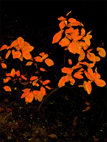 Feuilles-orange-en-automne.jpg