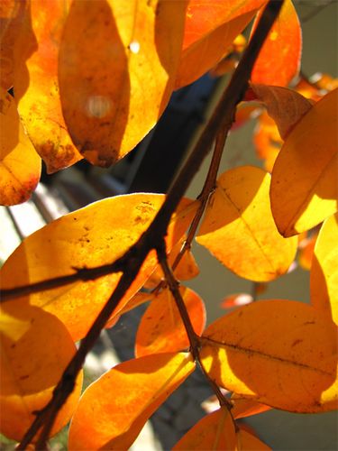 Lagerstroemia-a-l-automne.jpg