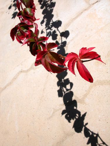 Vigne-vierge-a-l-automne--avec-son-ombre.jpg