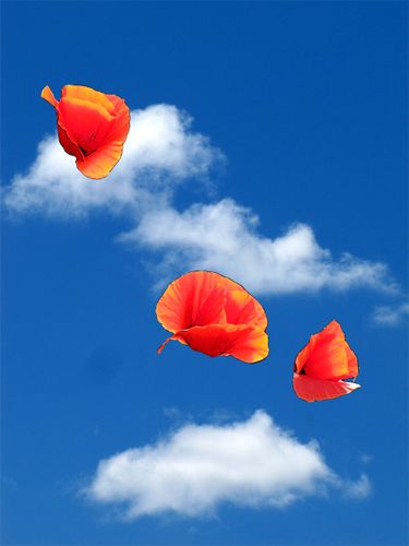 3-coquelicots-sur-fond-de-nuages.jpg