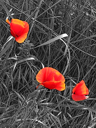 3-coquelicots.jpg