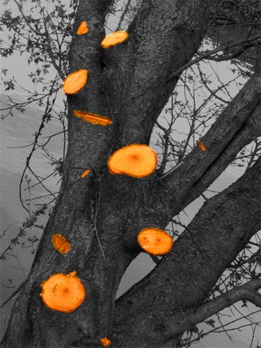 Arbre-ampute.jpg