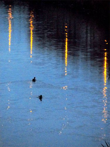 Canards-sur-le-canal-de-Lunel.jpg