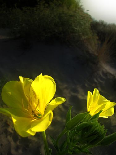 Le-Grau-du-Roi--fleurs-sur-la-dune.jpg