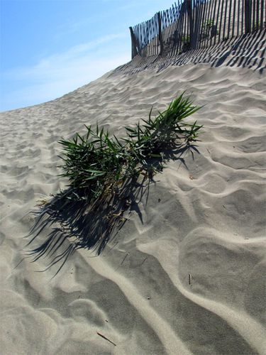Plante-au-milieu-des-sables--L-Espiguette-.jpg