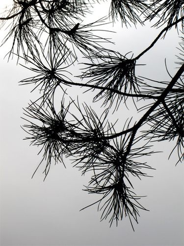 Pin-parasol--feuillage-.jpg