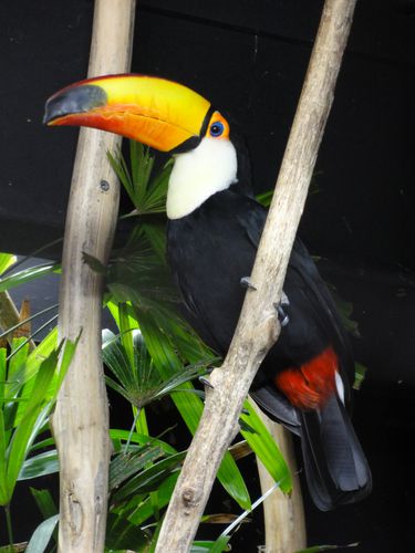 toucan_parc-des-oiseaux.JPG