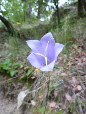 Grosse-campanule-jpg