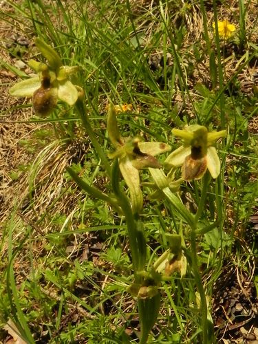Ophrys aranifera=Ophrys araignée (1)