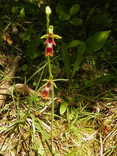 Ophrys insectifera=Ophrys mouche (2)