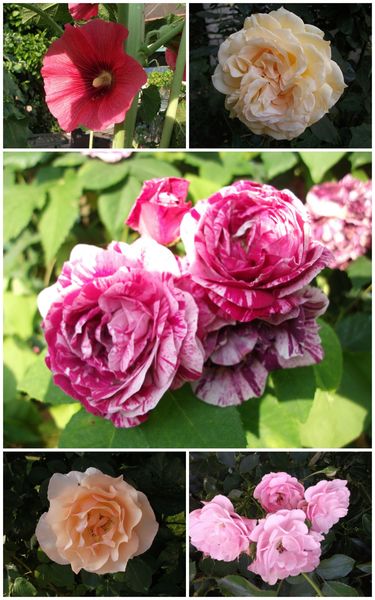 LE JARDIN1