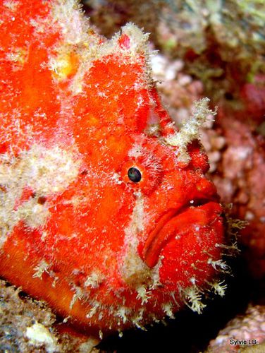 poisson-grenouille-rouge-Antennaire
