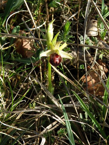 ophrys litigieux solo