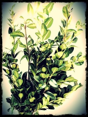Q 001 rameaux