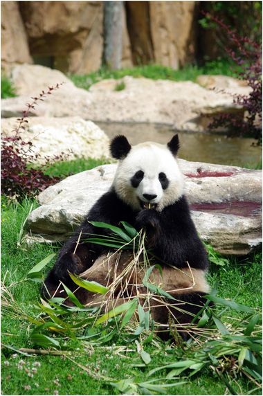 panda-beauval-016