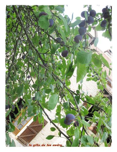 prune-gite-du-lac-audry-1.jpg