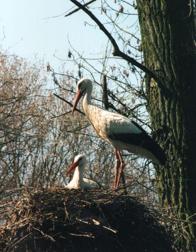 1995 Couple cigognes