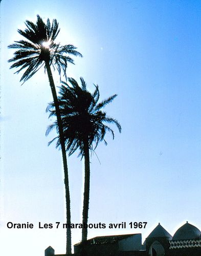 Marabout 7 Oranie