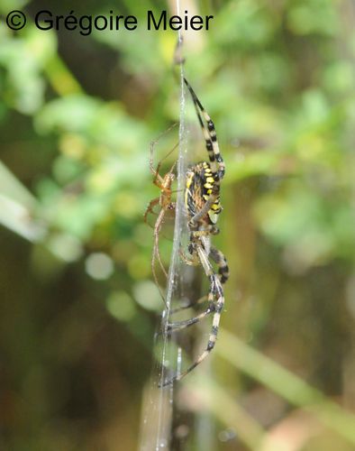 argiope