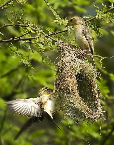 Oiseaux 06 JUIN