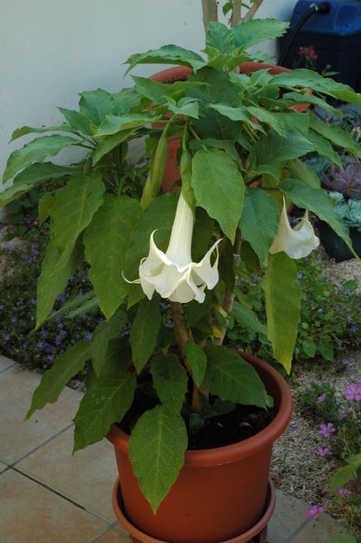 brugmansias-0011-copie-1.JPG