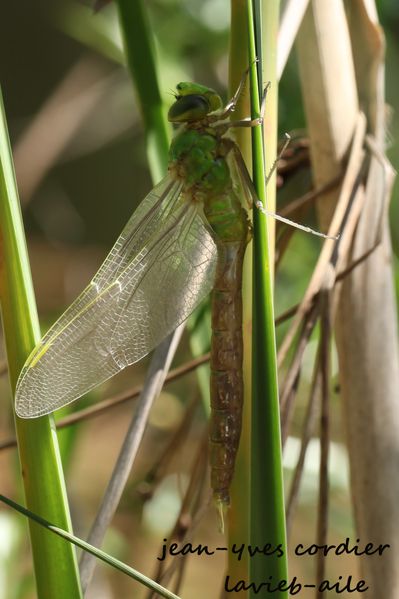 emergence-anax-empereur-exuvie 9579cc