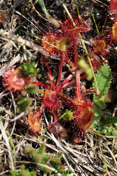 drosera 5594cc