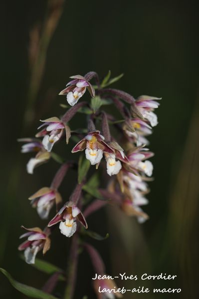 epipactis-palustris 6398cc