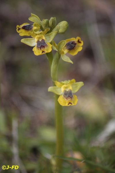 Ophrys sicula (1862) Cassano 2014