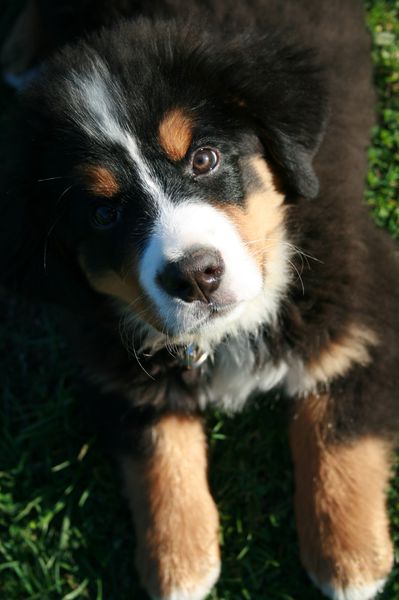 chiots bernois pas cher
