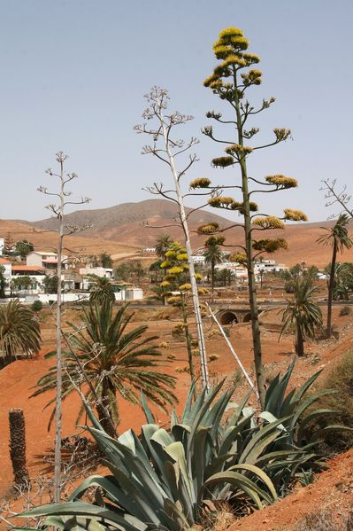 Fuerteventura 030