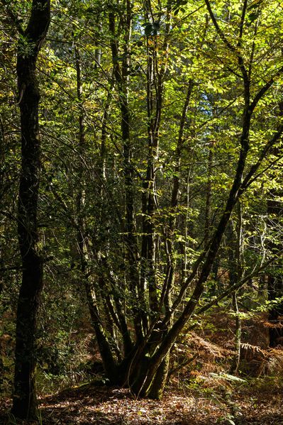 Foret-du-Gavre-4.jpg