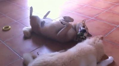 dominance-chien-jeu