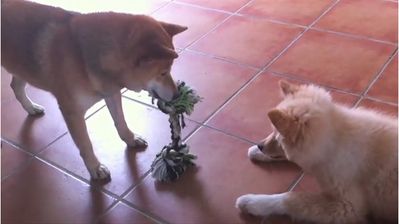 dominance-chiens