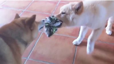 shiba-inu-chien-rare-lapinkoira