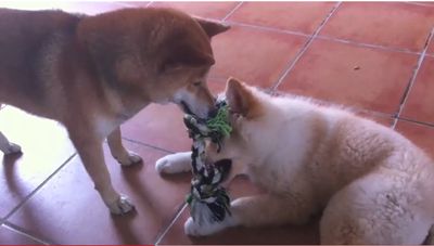 dominance-chien