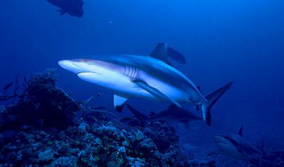 Requin-gris-de-recifs.jpg