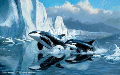 orca-prints.jpg