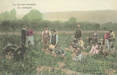 Vendanges-2.jpg
