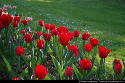 tulipes-monginoux.jpg