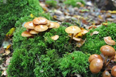 Champignons--22-.JPG