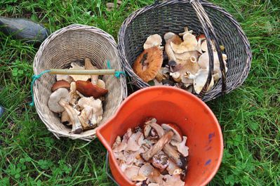 Champignons--27-.JPG