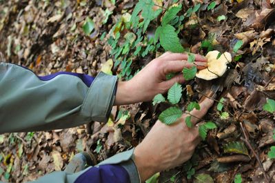 Champignons--34-.JPG