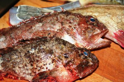bouillabaisse--11-.JPG
