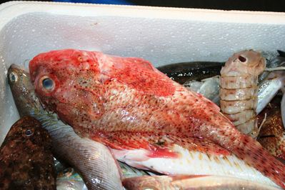 bouillabaisse--3-.JPG
