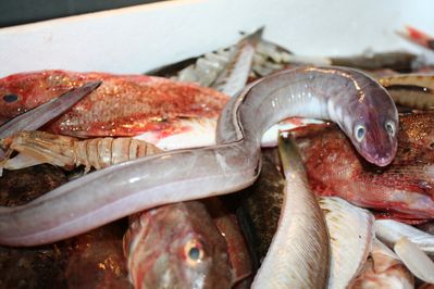 bouillabaisse--6-.JPG