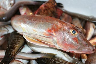 bouillabaisse-grondins.JPG